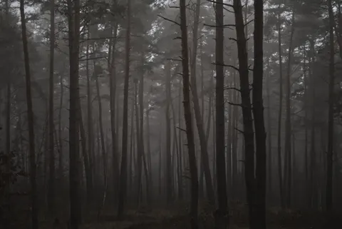 Dark Forest 4K Wallpaper · dark · 3840×2565