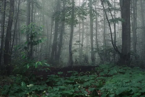 Dark Forest 4K Wallpaper · dark · 3840×2560