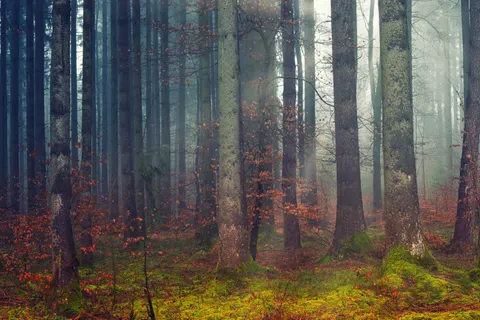 Dark Forest 4K Wallpaper · dark · 3840×2560