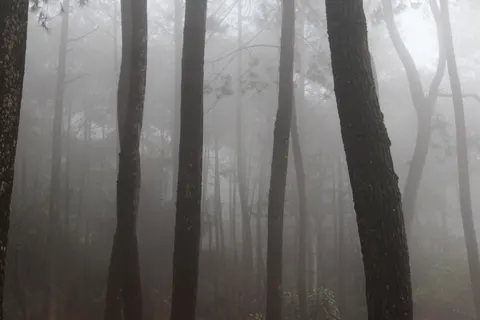 Dark Forest 4K Wallpaper · dark · 3840×2560