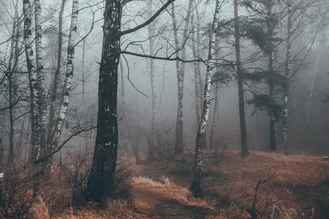Dark Forest 4K Wallpaper · dark · 3840×2560