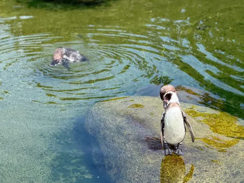 Fondo de pantalla Pingüinos 4K · animals · 3840×2880