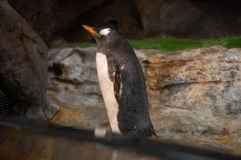 Fondo de pantalla Pingüinos 4K · animals · 3840×2560