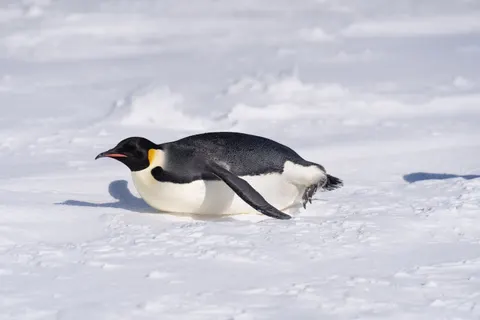Fondo de pantalla Pingüinos 4K · animals · 3840×2560