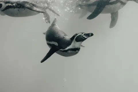 Fondo de pantalla Pingüinos 4K · animals · 3840×2560