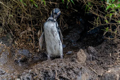 Fondo de pantalla Pingüinos 4K · animals · 3840×2560