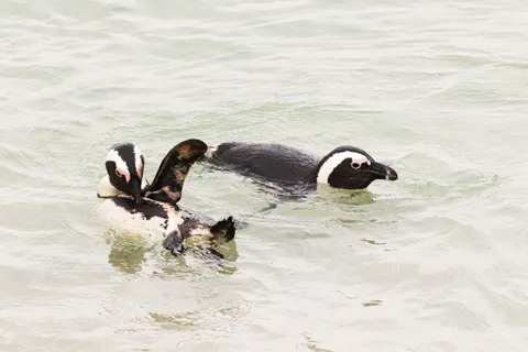 Fondo de pantalla Pingüinos 4K · animals · 3840×2560