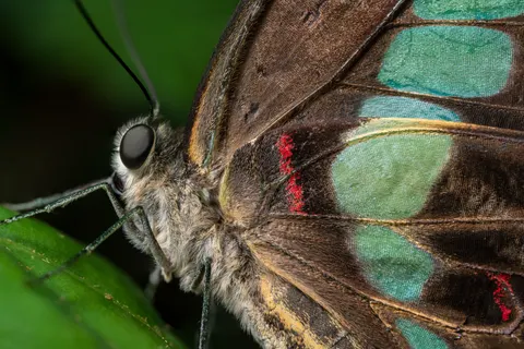 Fondo de pantalla Mariposa 4K · animals · 3840×2561
