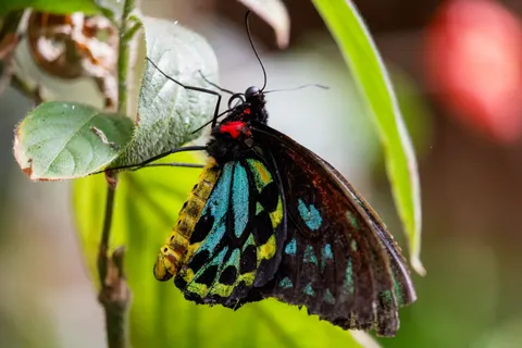 Fondo de pantalla Mariposa 4K · animals · 3840×2560