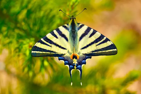 Fondo de pantalla Mariposa 4K · animals · 3840×2560