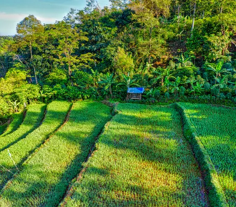 Rice Terraces 4K Wallpaper · nature · 3840×3362