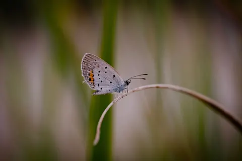 तितली 4K वॉलपेपर · animals · 3840×2560