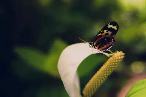 Sfondo Farfalla 4K · animals · 3840×2555