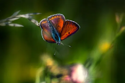तितली 4K वॉलपेपर · animals · 3840×2560