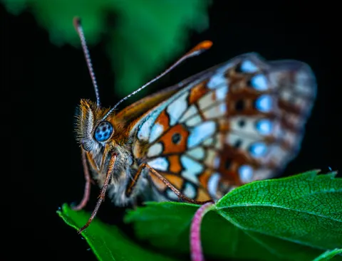 तितली 4K वॉलपेपर · animals · 3840×2940