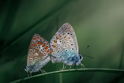 Kelebek 4K Duvar Kağıdı · animals · 3840×2560
