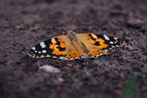 Fondo de pantalla Mariposa 4K · animals · 3840×2560