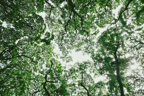 Aerial Forest 4K Wallpaper · aerial · 3840×2560