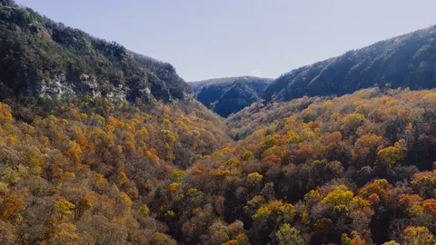 Aerial Forest 4K Wallpaper · aerial · 3840×2160