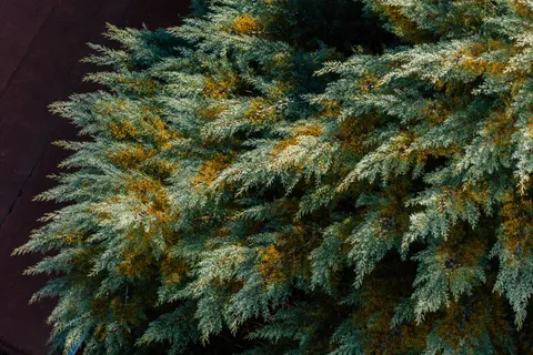 Aerial Forest 4K Wallpaper · aerial · 3840×2560