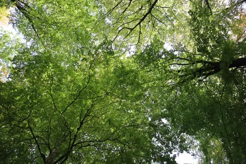 Aerial Forest 4K Wallpaper · aerial · 3840×2560