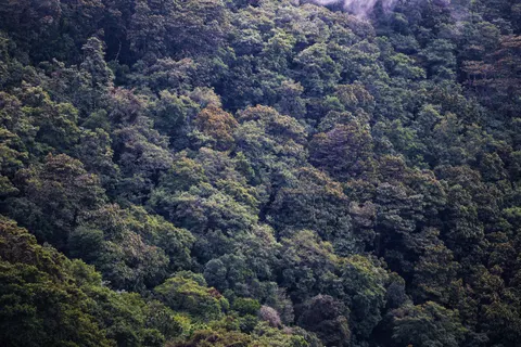 Aerial Forest 4K Wallpaper · aerial · 3840×2560