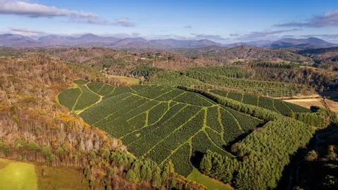 Aerial Forest 4K Wallpaper · aerial · 3840×2160