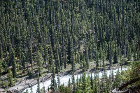 Aerial Forest 4K Wallpaper · aerial · 3840×2563