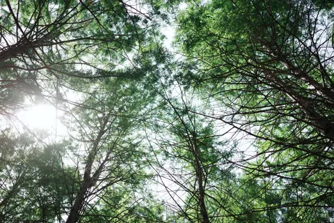Aerial Forest 4K Wallpaper · aerial · 3840×2560