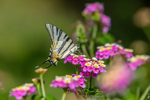 Kelebek 4K Duvar Kağıdı · animals · 3840×2560