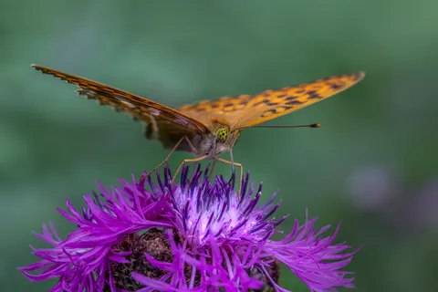 Sfondo Farfalla 4K · animals · 3840×2560
