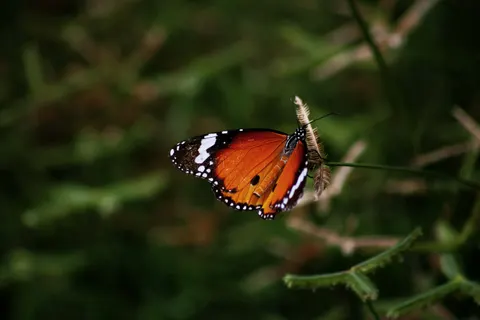 तितली 4K वॉलपेपर · animals · 3840×2560