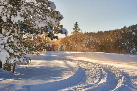 Snowy Forest 4K Wallpaper · winter · 3840×2560