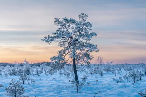 Snowy Forest 4K Wallpaper · winter · 3840×2560