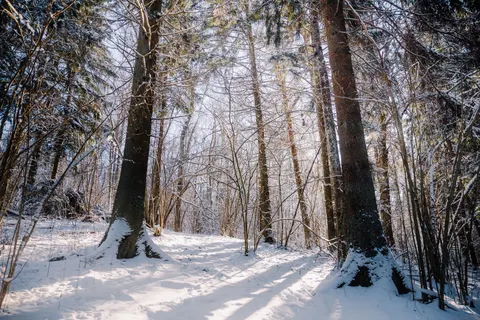 Snowy Forest 4K Wallpaper · winter · 3840×2560