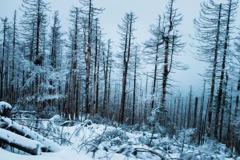 Snowy Forest 4K Wallpaper · winter · 3840×2560