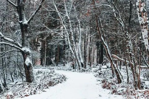 Snowy Forest 4K Wallpaper · winter · 3840×2560
