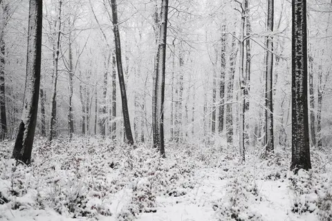 Verschneiter Wald 4K Hintergrundbild · winter · 3840×2560