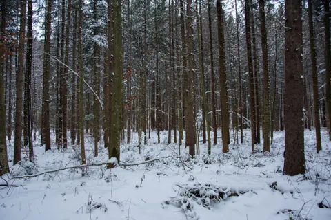 Snowy Forest 4K Wallpaper · winter · 3840×2560