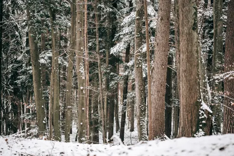 Snowy Forest 4K Wallpaper · winter · 3840×2563