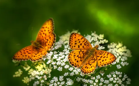 Kelebek 4K Duvar Kağıdı · animals · 3840×2377