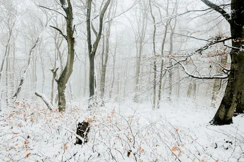 Snowy Forest 4K Wallpaper · winter · 3840×2560