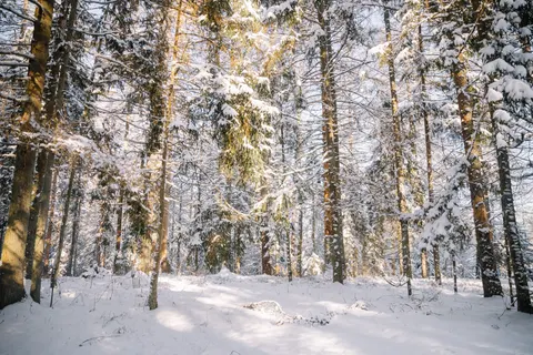 Snowy Forest 4K Wallpaper · winter · 3840×2560