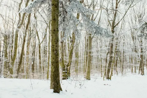 Snowy Forest 4K Wallpaper · winter · 3840×2560