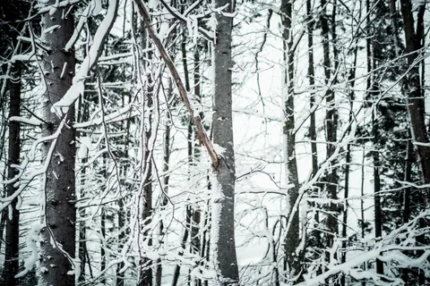 Snowy Forest 4K Wallpaper · winter · 3840×2560