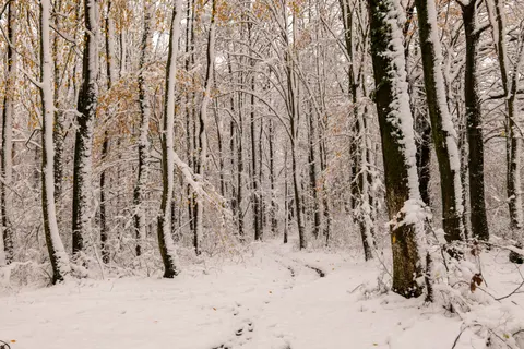 Karlı Orman 4K Duvar Kağıdı · winter · 3840×2560