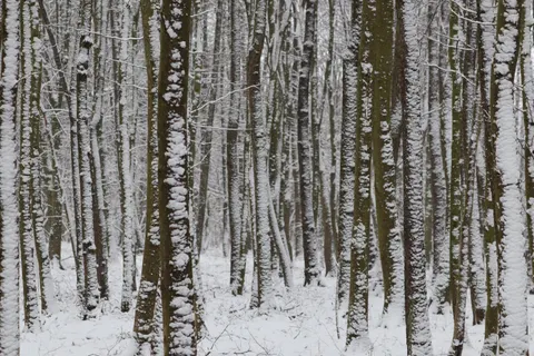 Snowy Forest 4K Wallpaper · winter · 3840×2560