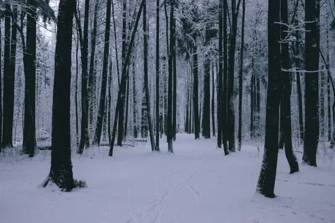 Snowy Forest 4K Wallpaper · winter · 3840×2560