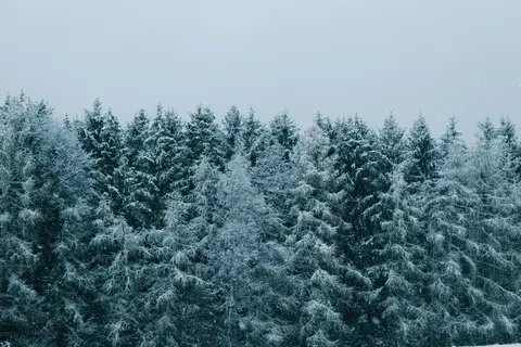 Karlı Orman 4K Duvar Kağıdı · winter · 3840×2560