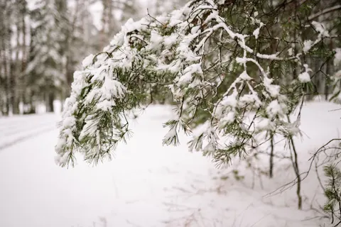 Snowy Forest 4K Wallpaper · winter · 3840×2560